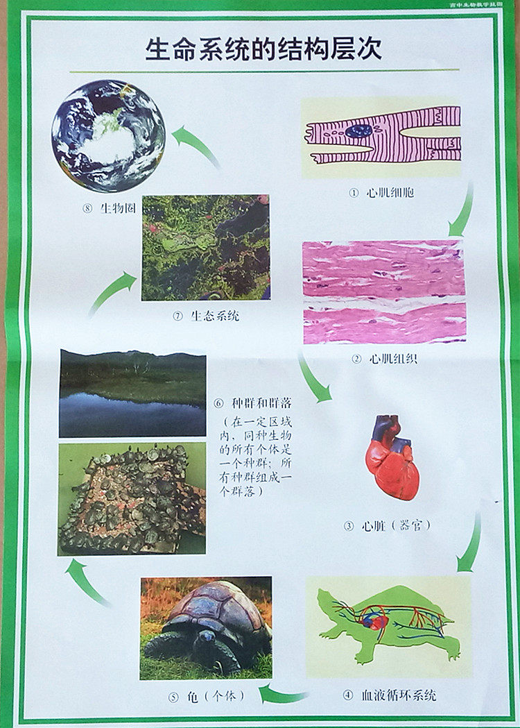 高中生物教学挂图全套78幅必修63幅铜版纸对开仪器实验器材
