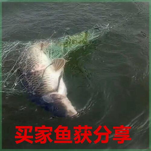 优质绿线米高鱼网沾渔粘