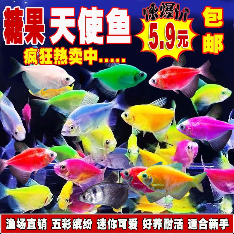 天使鱼观赏鱼活鱼大号群游活体斑马孔雀热带鱼小型鱼淡水好养耐活