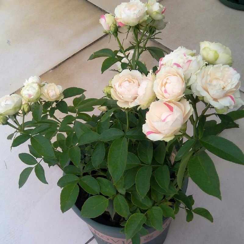 白桃草莓冻糕月季花大苗阳台浓香玫瑰盆栽绿植花量大耐热耐开多头