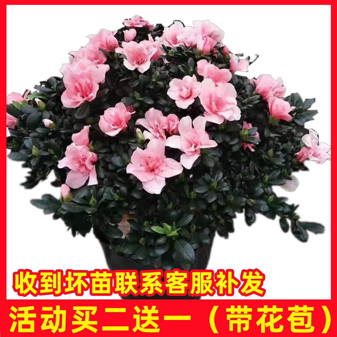 杜鹃花盆栽四季开花植物干枝西洋杜鹃花苗老桩比利时杜鹃成都直发