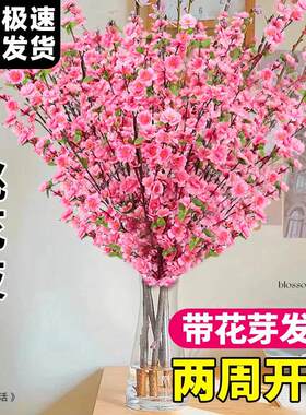 带花水培桃花枝树干枝红梅珍珠李鲜花室内花卉盆栽鲜切水养绿植物