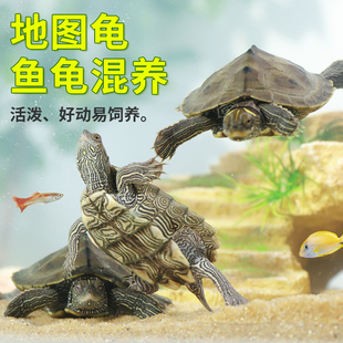 地图深水龟鱼缸混养宠物龟苗观赏龟家养水龟黑瘤招财小乌龟活物