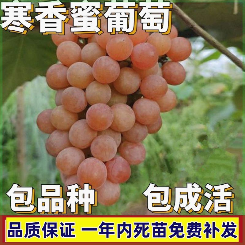 寒香蜜葡萄苗南北方庭院