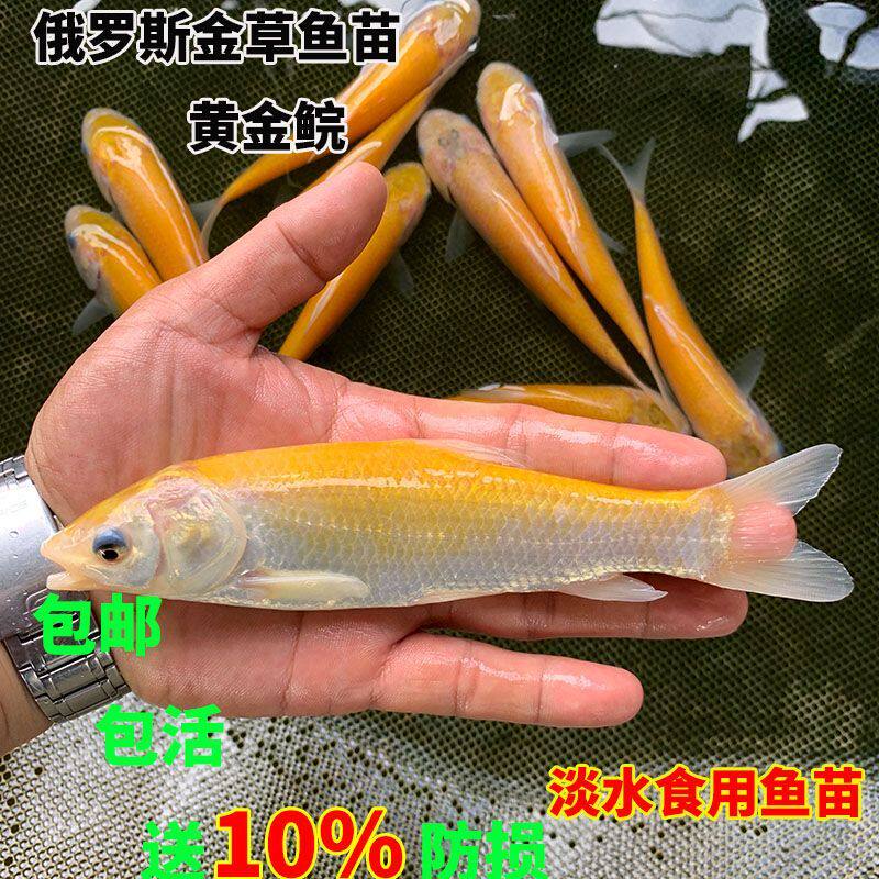 金丝草鱼苗大规格金草鱼苗 活苗金色草鱼红草鱼淡水食用金皖鱼苗