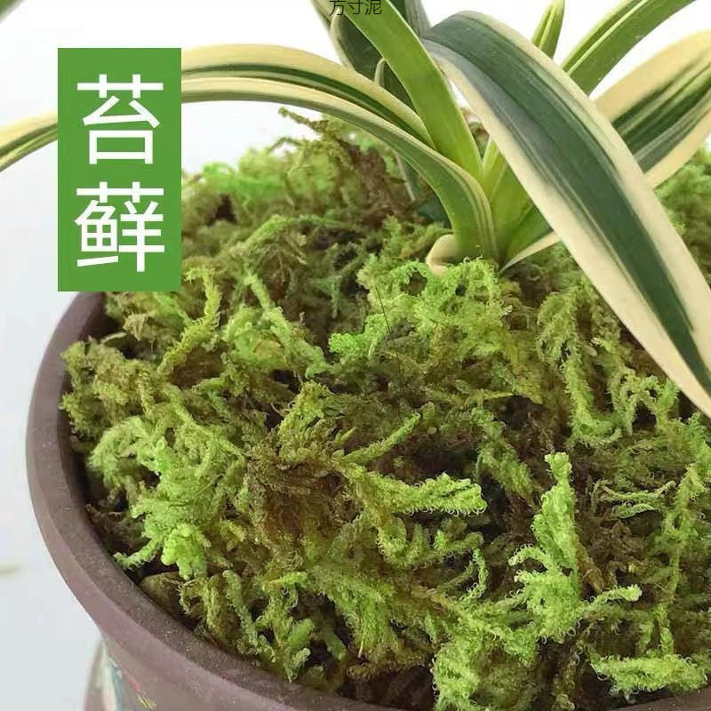 干苔藓蝴蝶兰花专用土乌龟冬眠运输保湿椰土水苔青苔藓厂