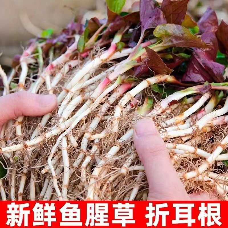 新鲜现挖丨鱼腥草5斤折耳根