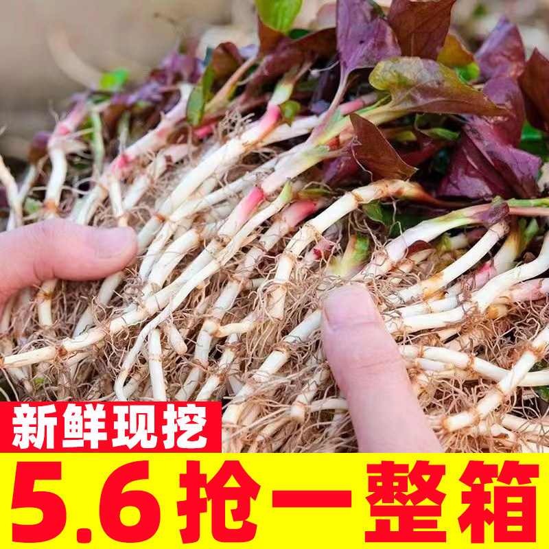 鱼腥草新鲜折耳根现挖节节根