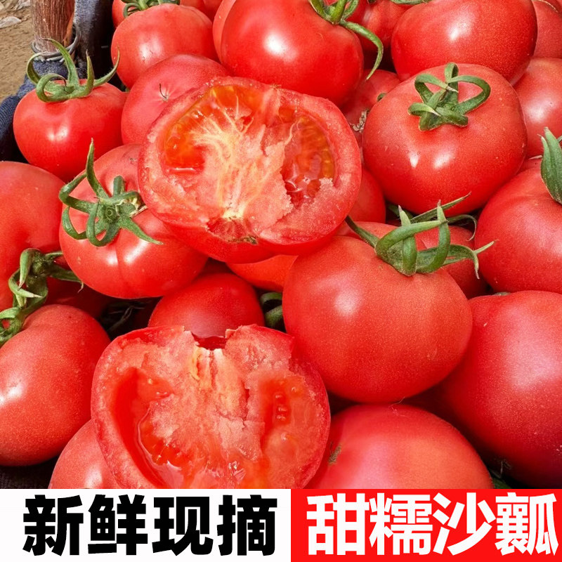 普罗旺斯西红柿新鲜现摘水果沙瓤农家自种自然熟大红番茄生吃柿子