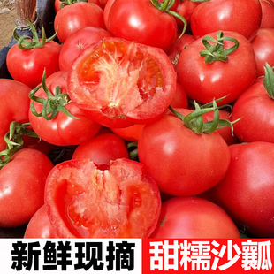 普罗旺斯西红柿新鲜现摘水果沙瓤农家自种自然熟大红番茄生吃柿子