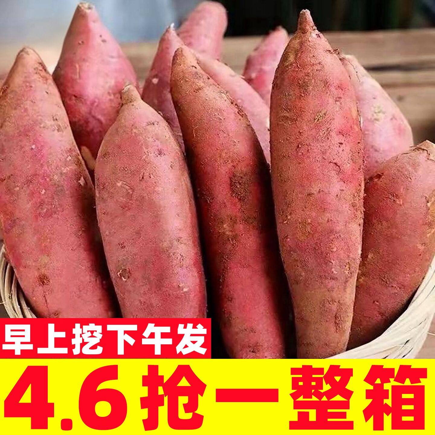 沙地西瓜红蜜薯10斤应当季农家自种地瓜糖心榴莲番薯新鲜板栗山芋