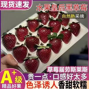 【顺丰空运】真红美铃草莓丨黑美人黑珍珠黑草莓新鲜节日生日礼物