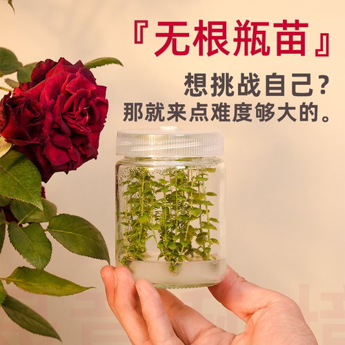 L25西班牙45蓝莓无根脱毒组培苗