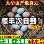 九云仙新鲜正宗农家散养土鸡蛋绿壳乌鸡蛋九华山草鸡蛋宝宝健康蛋