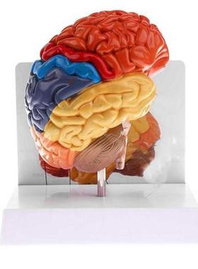Cerebral Anatomical Brain Model Anatomy 1:1 Half Brain Brain