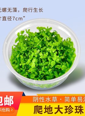 Prospects to climb short pearl on mini aquarium landscape