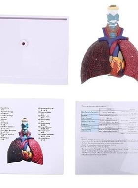 Life Size Human Lung Model Anatomical Respiratory System