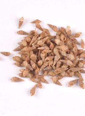 200pcs 8-13mm Brown Spiral Natural Shells DIY Scrapbook Craf