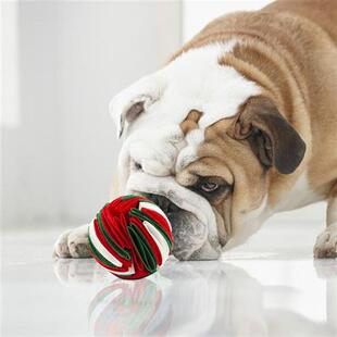 Dog Sniffing Molars Ball Chew Tooth Cleaning Slow Food