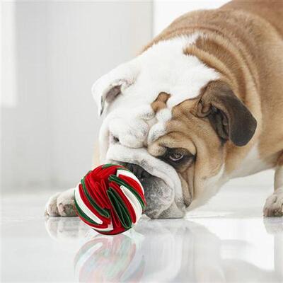 Dog Sniffing Molars Ball Chew Tooth Cleaning Slow Food