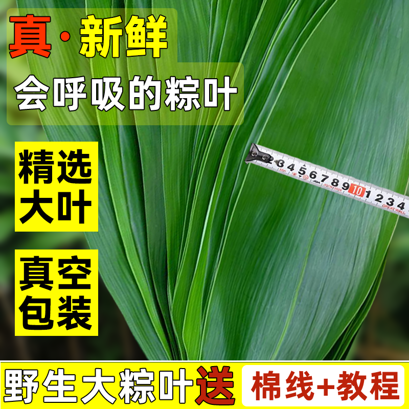 粽子叶新鲜大粽叶棕叶家用大宽叶真空包装真空新叶子粽子叶