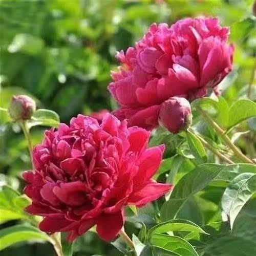 芍药花苗重瓣带芽四季开花易活花卉带芽种根浓香阳台室外耐寒植物