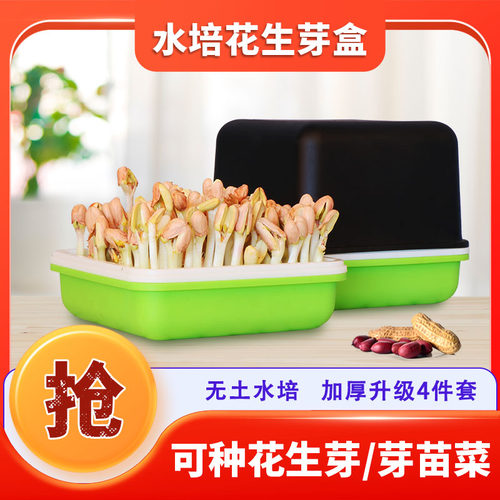 水培无土栽培新鲜健康花生芽