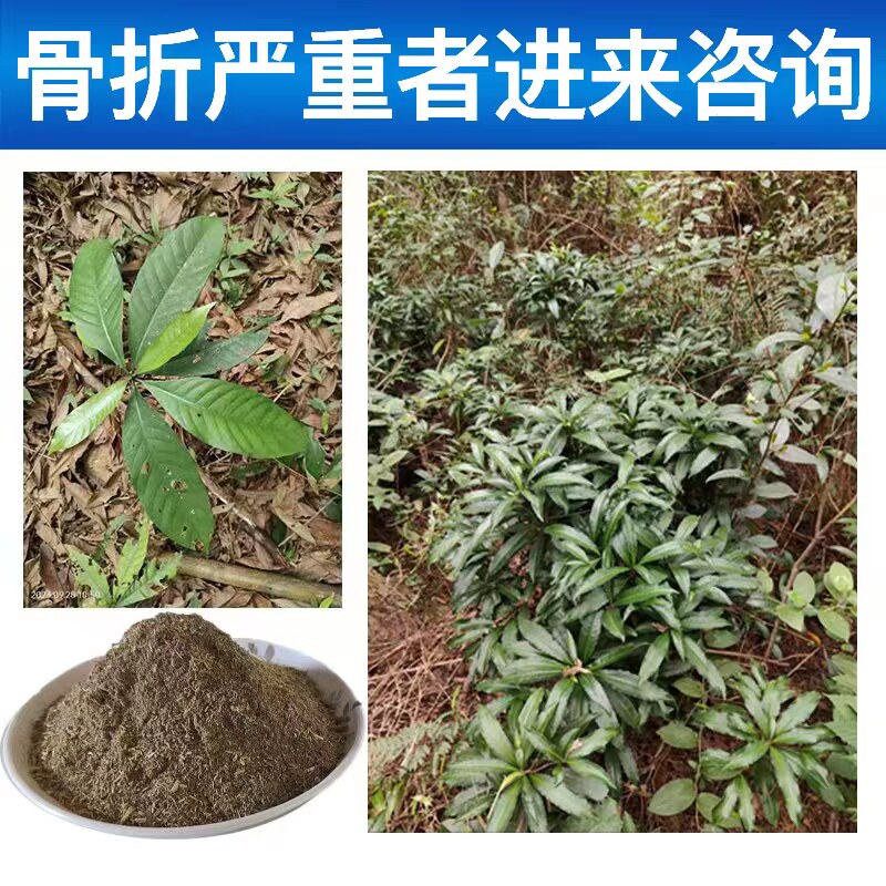 骨裂接骨草扭脚崴外敷中跌打损伤传统接骨驳骨骨痂愈合