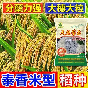 原装泰香水稻种子正品长粒水稻稻种子一级香米香稻优质国审米抗病