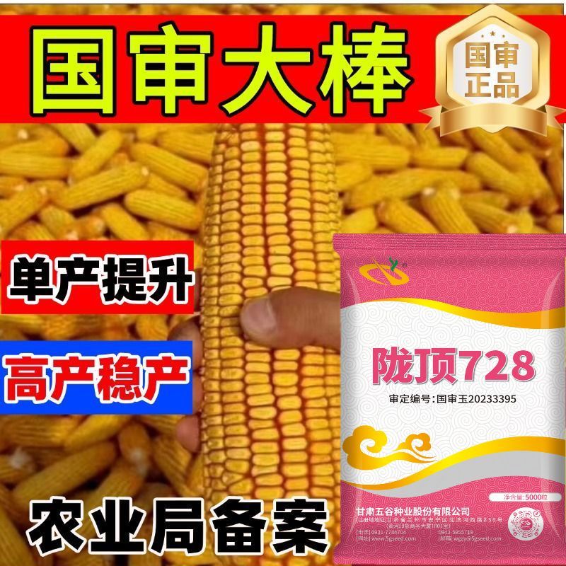 陇顶 728高产玉米种子矮杆双棒防旱大棒封顶性好高品质小细轴
