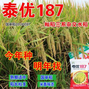 高产杂交水稻种子大全特香米籼稻谷子香稻泰优超级稻四川谷种稻谷