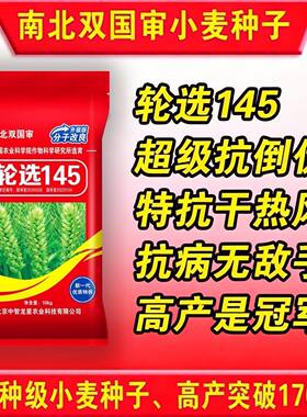 轮选145小麦种子耐寒抗冻抗病矮杆抗寒冬抗倒伏原种超矮