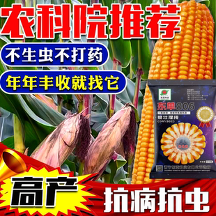 东单806高产玉米种子矮紫杆抗病抗倒伏耐高温提纯复壮双胞胎大棒