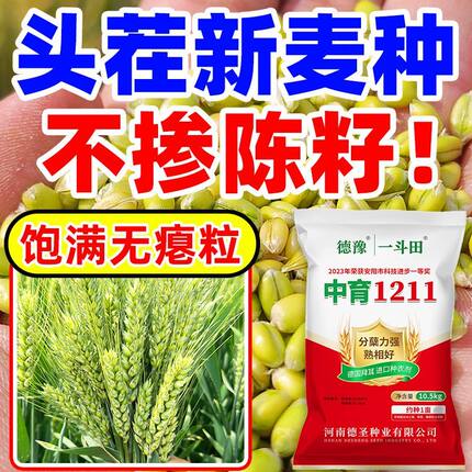 正宗中育1211高产小麦种子超矮抗倒伏抗病厂家批发免费包衣