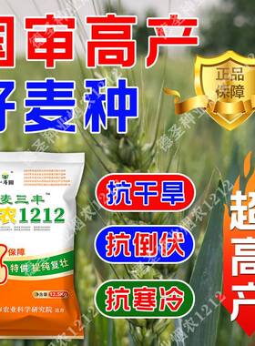 国审烟农正品1212矮杆大穗高产小麦种子优质分蘖原种1