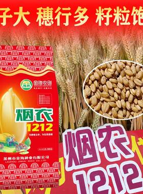 烟农1212双国审高产小麦种子推荐矮杆品种大穗抗冻抗旱抗倒伏正品