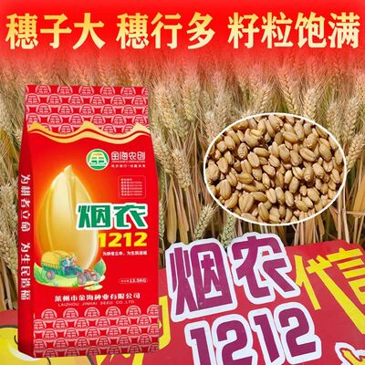 烟农1212双国审高产小麦种子推荐矮杆品种大穗抗冻抗旱抗倒伏正品