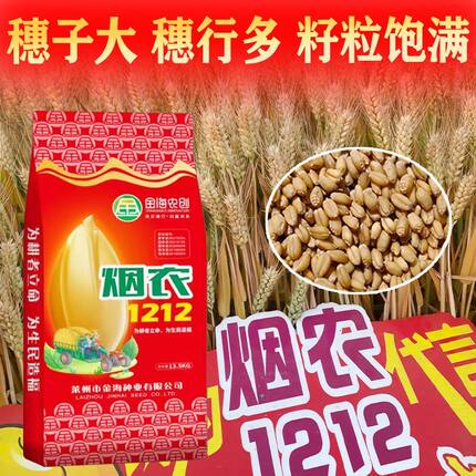 烟农1212双国审高产小麦种子推荐矮杆品种大穗抗冻抗旱抗倒伏正品