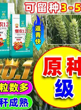 烟农1212小麦种子高产大穗白麦抗冻抗病矮杆早熟分蘖原种级冬小麦
