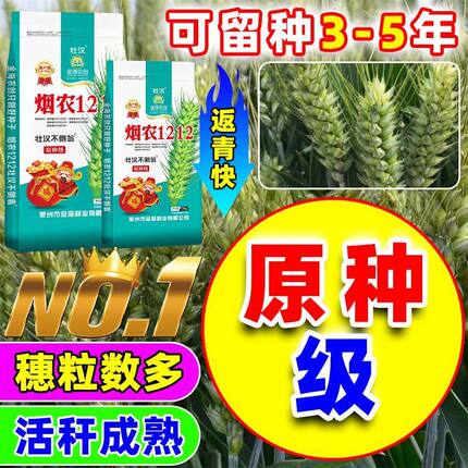 烟农1212小麦种子高产大穗白麦抗冻抗病矮杆早熟分蘖原种级冬小麦