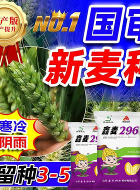 国审鑫麦296小麦种子冬大全高产原种可留种矮杆抗冻农科院雨前麦