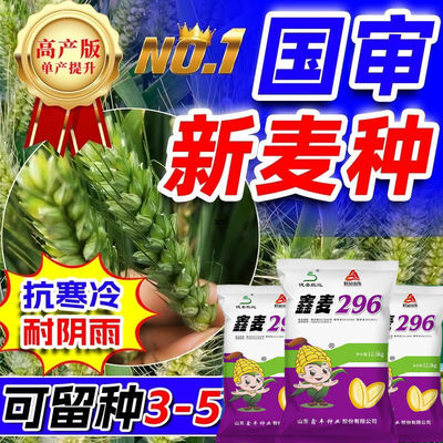 国审鑫麦296小麦种子冬大全高产原种可留种矮杆抗冻农科院雨前麦