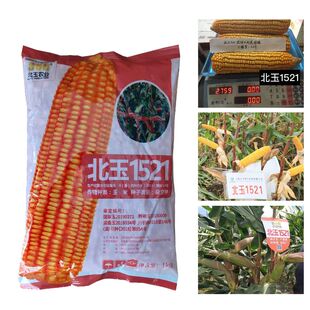 高产正品米种子 北玉1521原装玉米种子包谷种杂交红玉米高产大棒