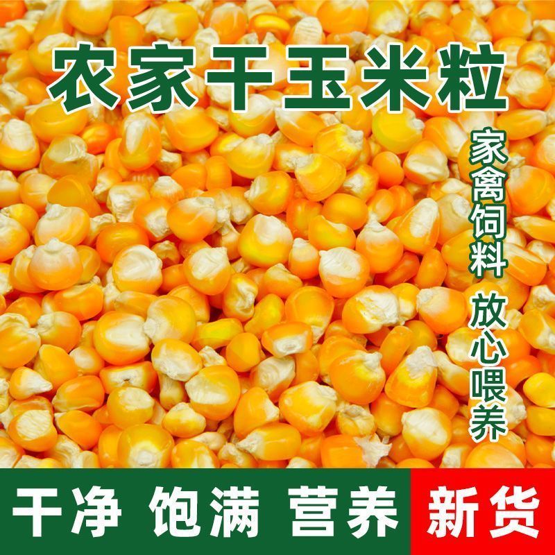 玉米粒东北原产地养殖户专用饲料