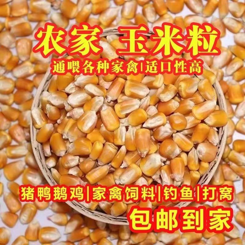 玉米粒东北原产地养殖户专用饲料