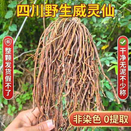 四川纯野生威灵仙非染色中药正品化鱼刺铁脚无硫整颗纯根干货打粉