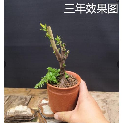 小品盆景叶石榴盆景微型迷你型红灯笼掌上桌面开花结果小盆栽绿植