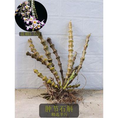 稀有肿节石斛宝塔石斛光节石斛珠节宝塔附生吊兰花盆栽洋兰花绿植