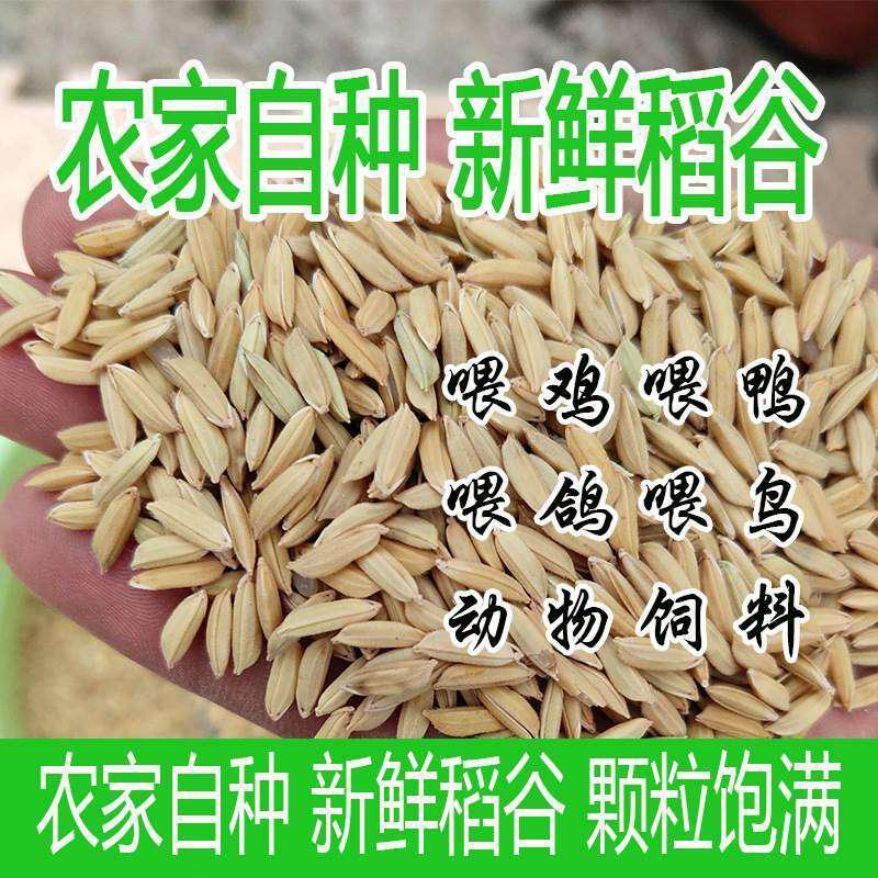 带壳稻谷饲料50斤喂鸡鸭鹅鸽子鸟食圈养禽类新原粮宠物50包邮