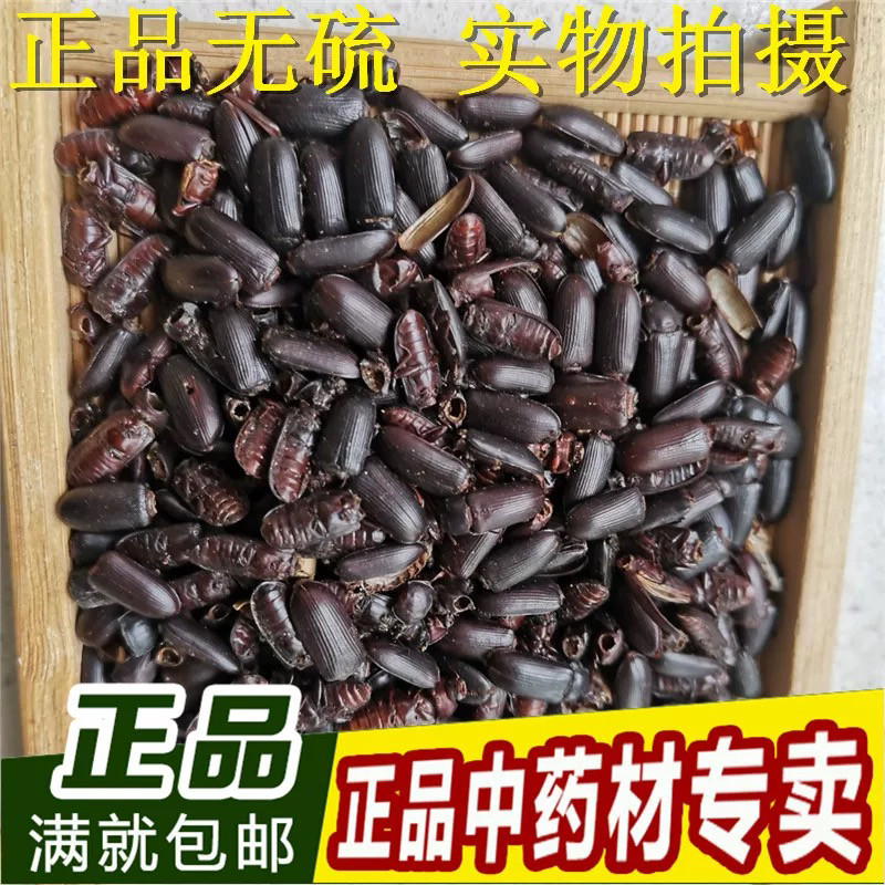 中药材 磕头虫 叩头虫 咯嘣虫 膈膊虫 跳米虫 剥剥虫250克包邮